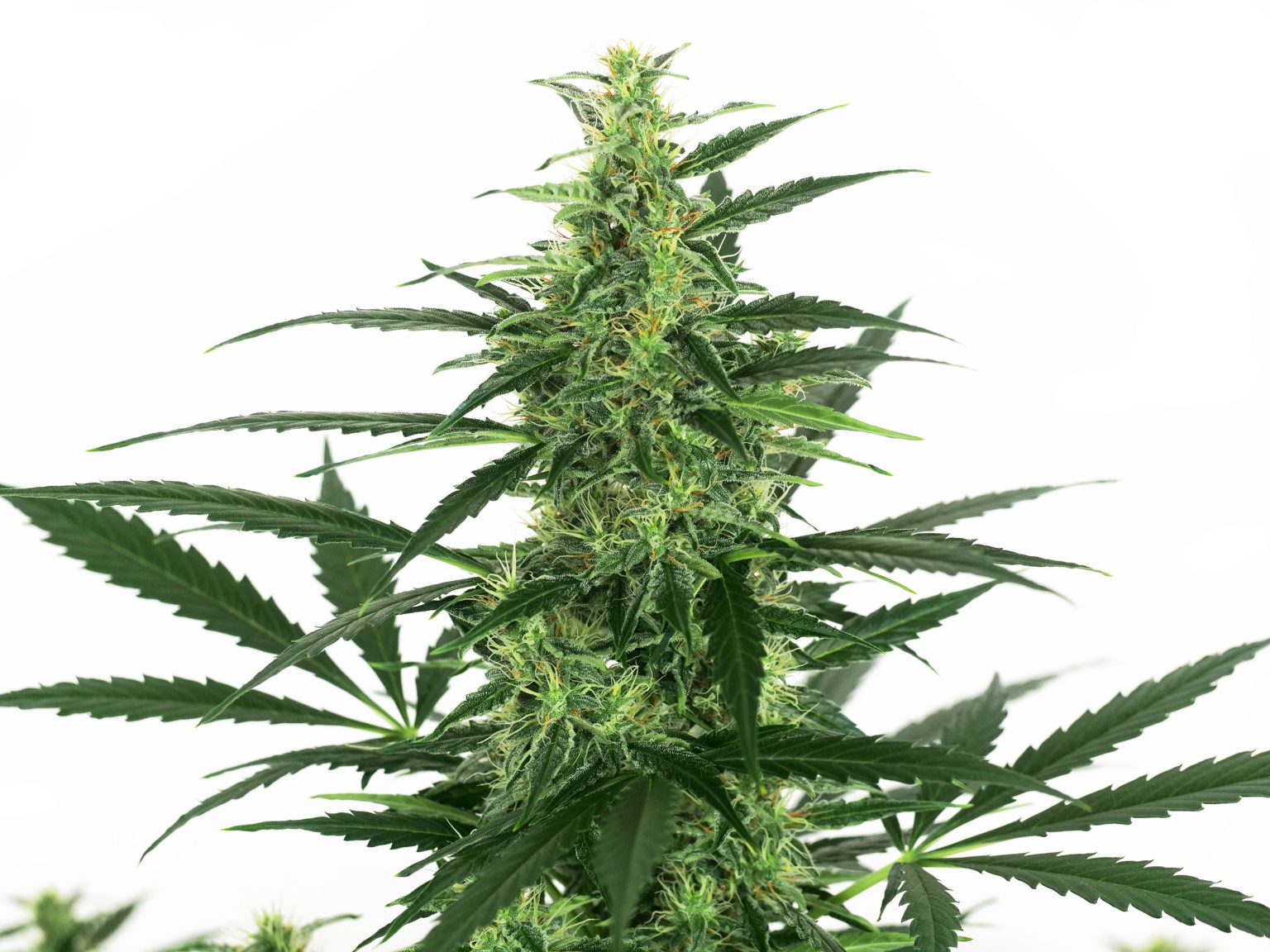 Super Skunk Automatic (White Label) Grow Report - Sensi Seeds