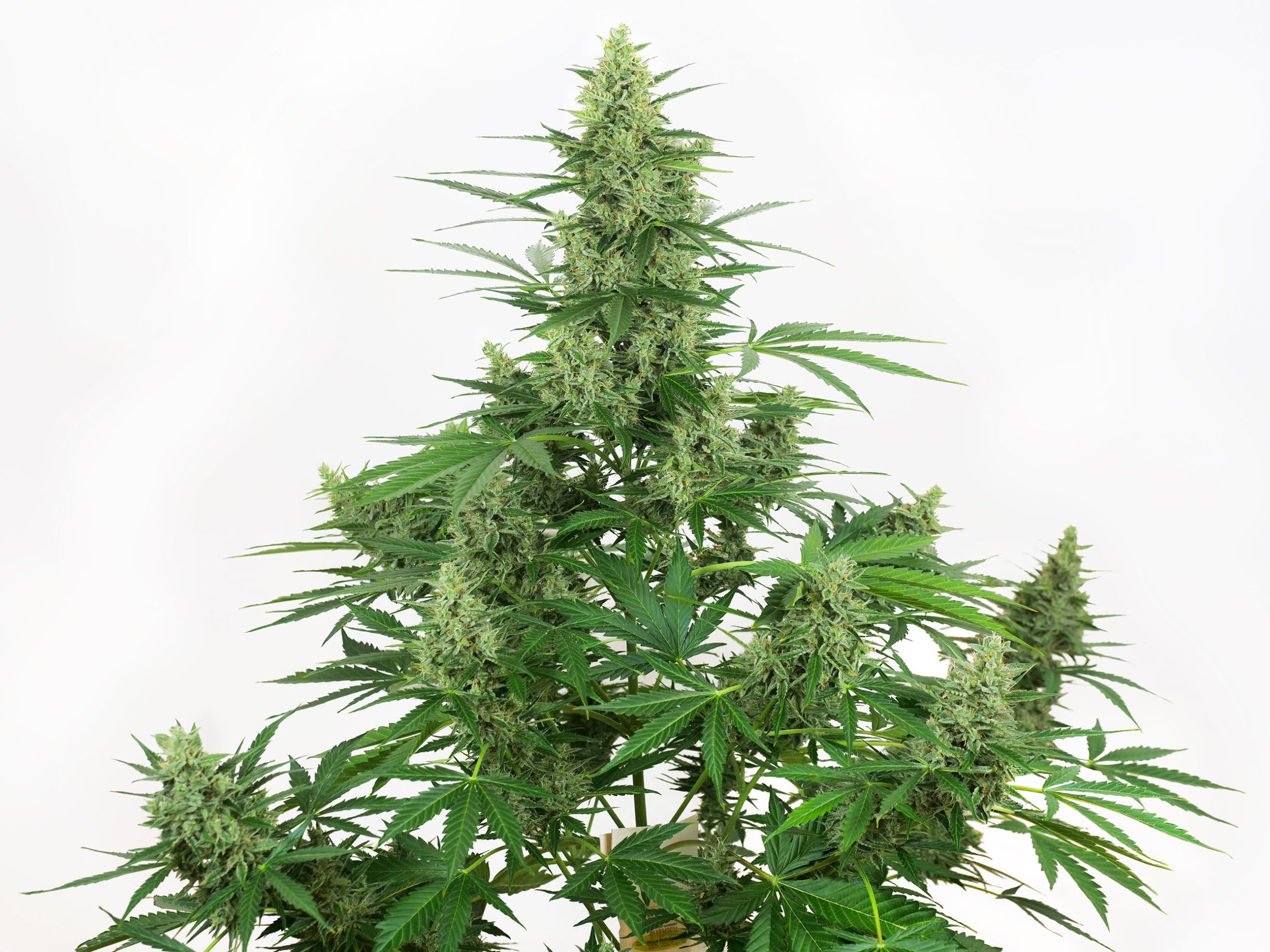 Super Skunk Automatic (White Label) Grow Report - Sensi Seeds