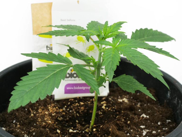 Purple Skunk Automatic Grow Report (Indoor) - Sensi Seeds