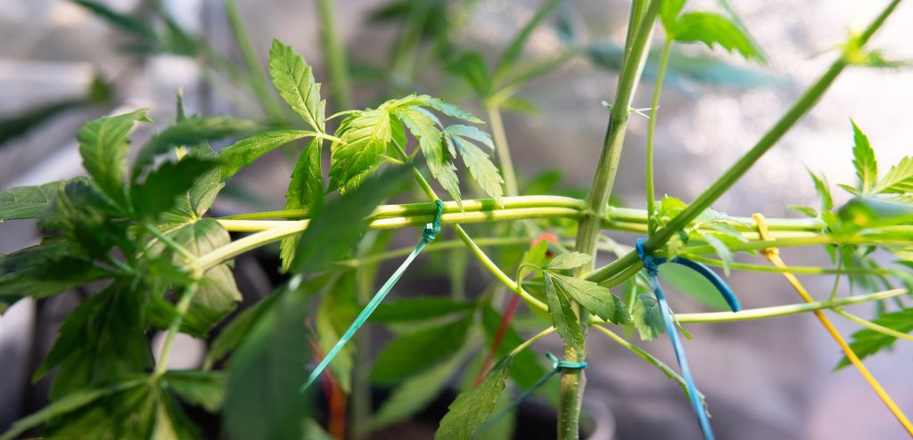 Cannabis plant with strings attached to do the low-stress training