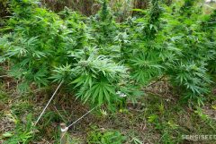 Cannabis plant growing outdoors using low-stress training