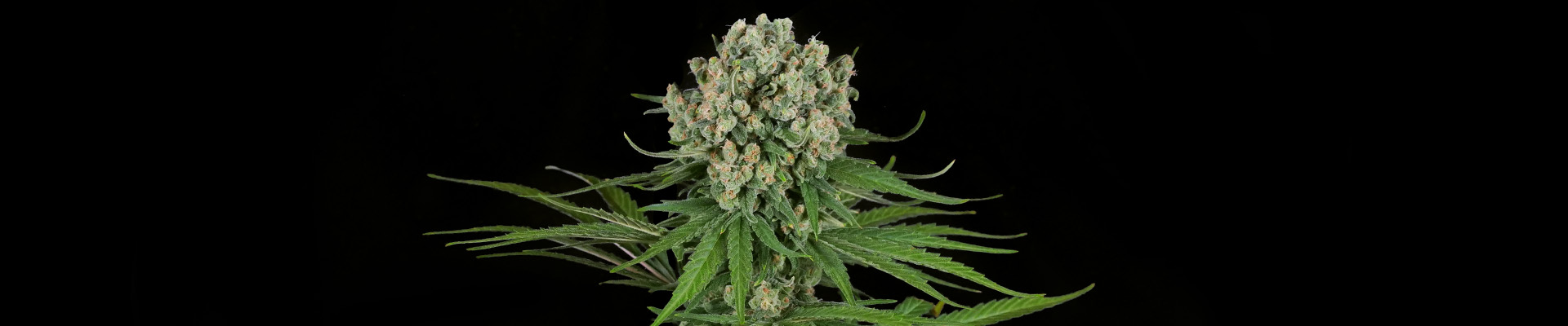 Mandarin Punch Feminized Cannabis Plant tegen de zwarte achtergrond