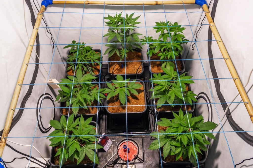 Small cannabis plants growing in black pots and SCROG net above the plants