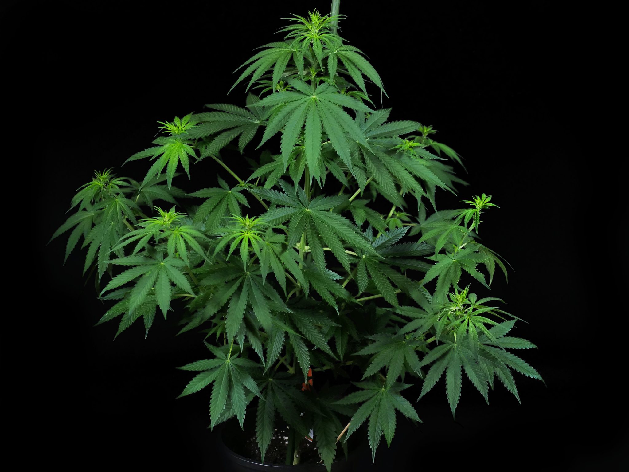 Mandarin Punch Feminized Grow Report Indoor Sensi Seeds mandarin-punch-feminized-grow-report-indoor-sensi-seeds