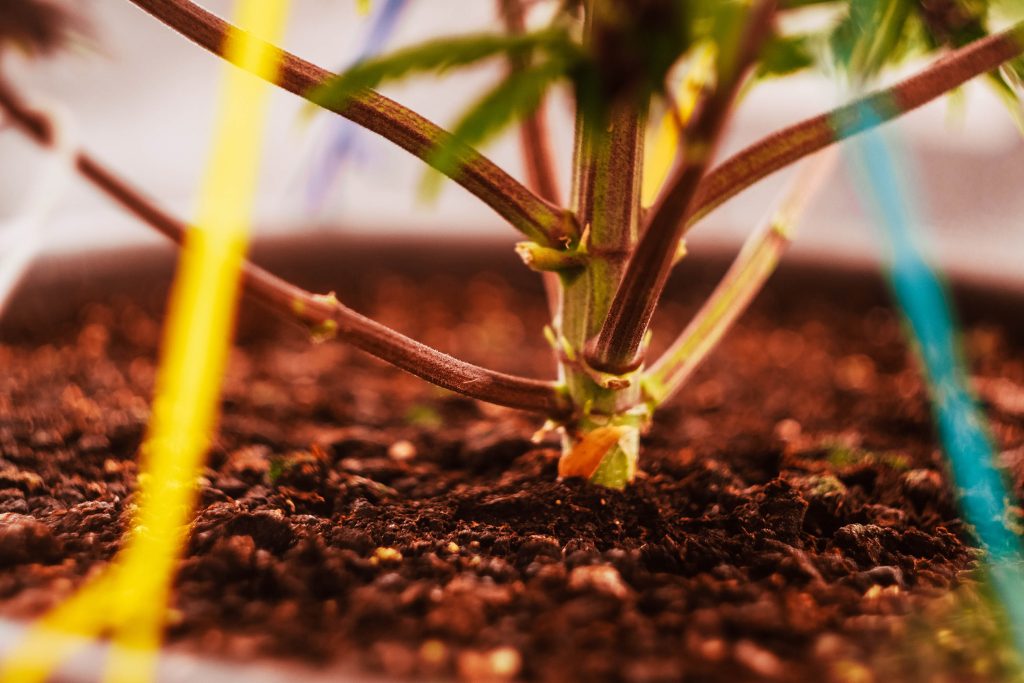 Main stem of cannabis plant grooving from the soil and strings used for training