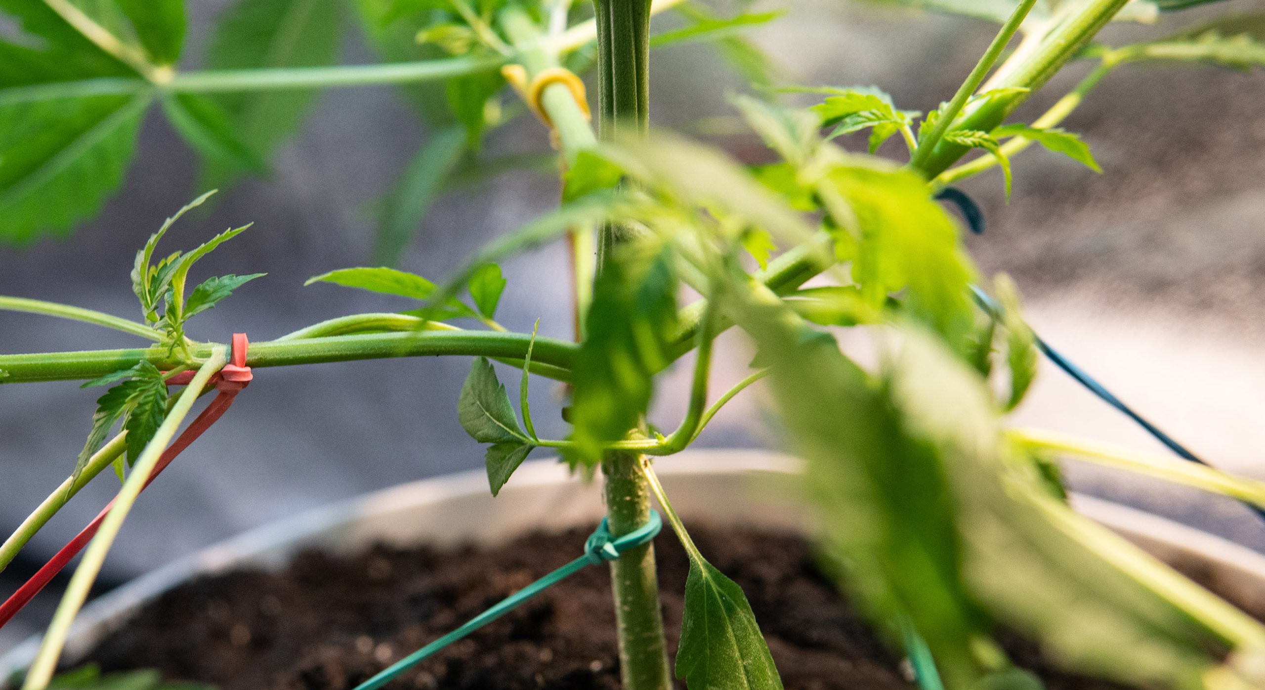 Hoofdstam van de cannabis met snaren die zijn bevestigd om training met een lage stress te uitvoeren