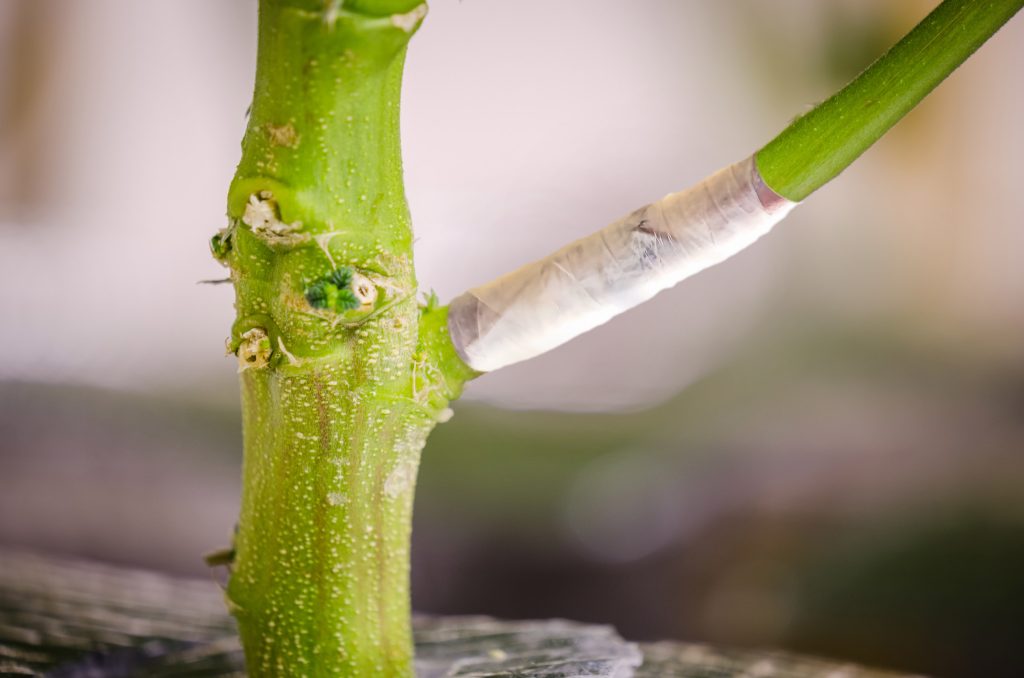 Main stem of the cannabis and a branch that’s been taped