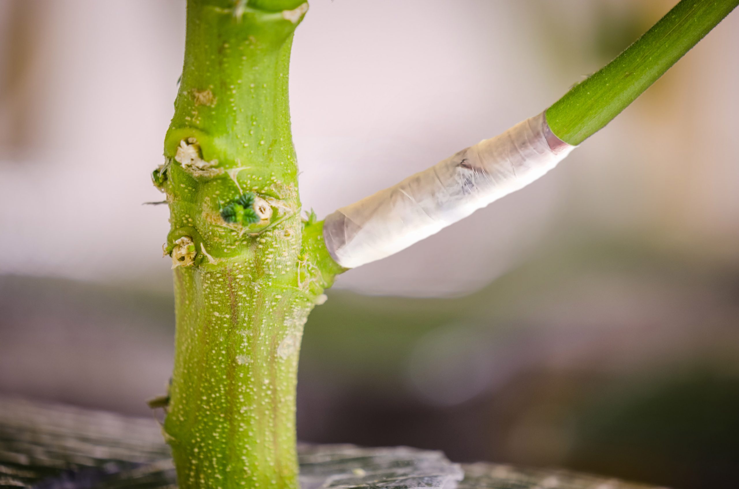 Hoofdstam van de cannabis en een tak die is opgenomen