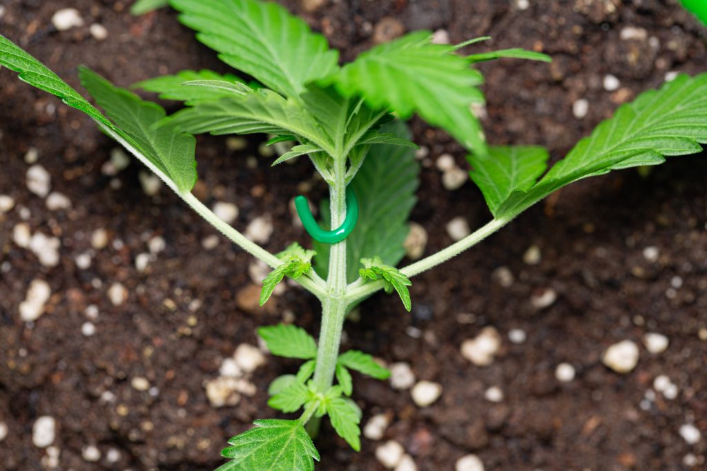 Cannabis seedling growing in the soil that’s being prepared to be bend using LST