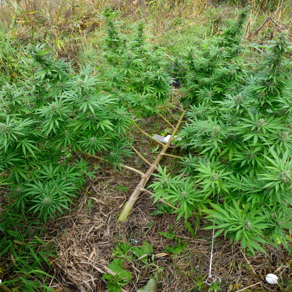 A cannabis plant that’s chopped down in a field