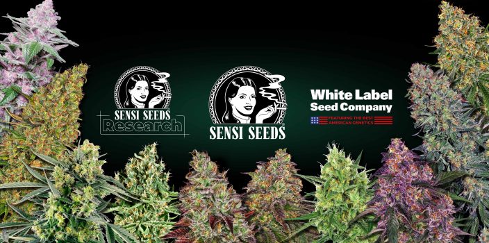 The Effect of Cannabis on Metabolism - Sensi Seeds