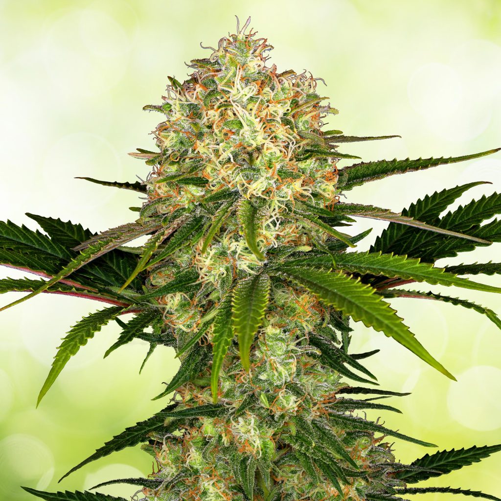 Semillas de Marihuana: La Mejor Calidad – Sensi Seeds