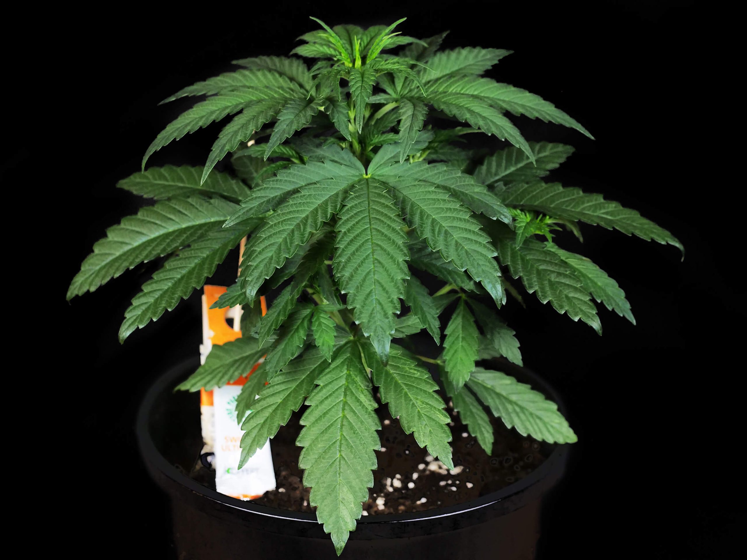 Kush needs the cable rose d. kush