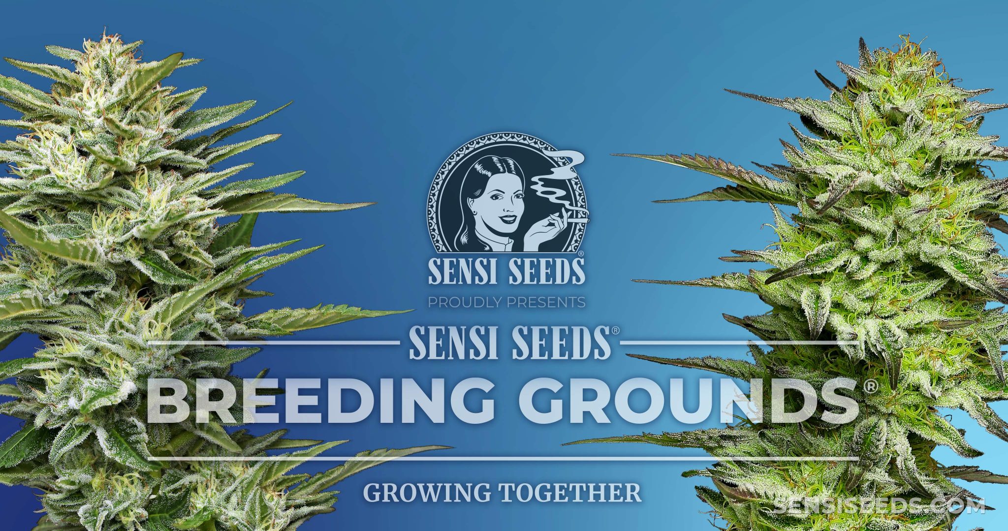 Sensi Seeds Launches Breeding Grounds Sensi Seeds