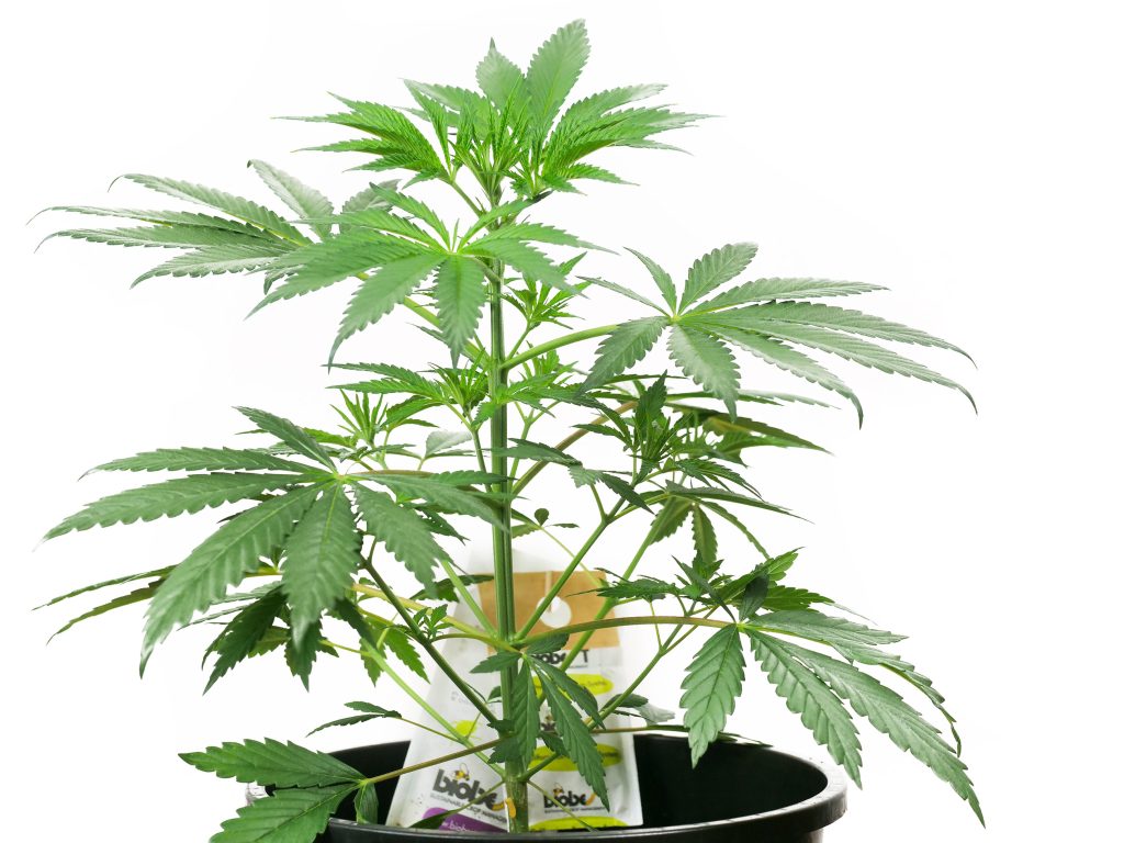 Jack Herer cannabis plant with lush leaves in week 5 against the white background