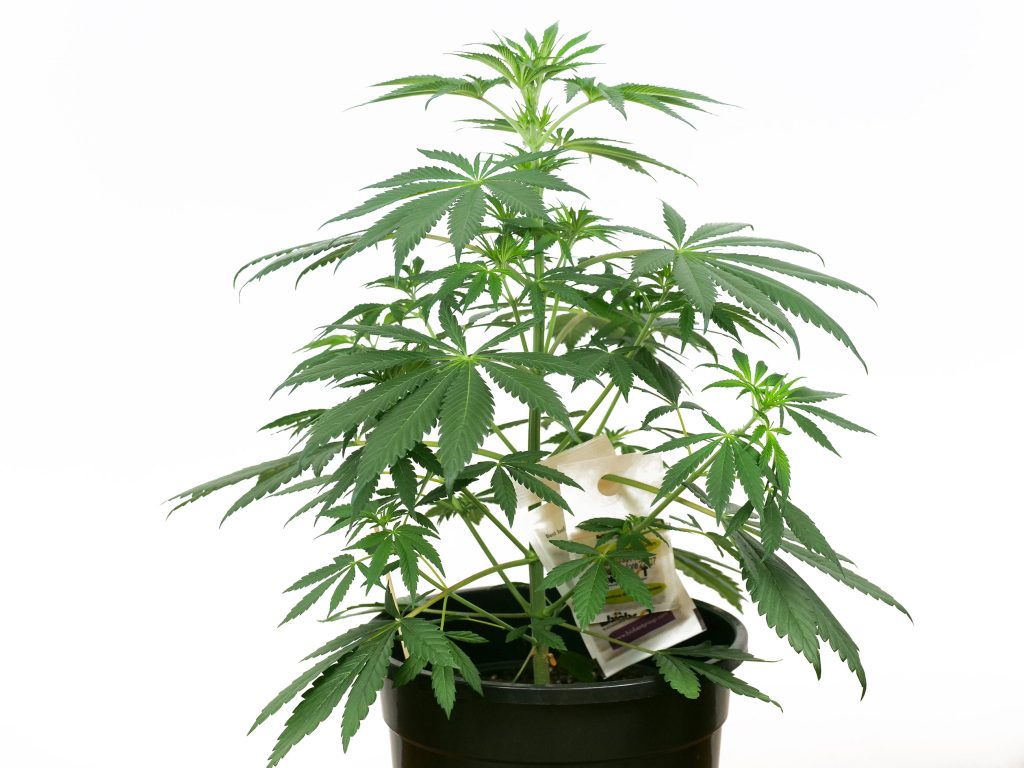 Jack Herer cannabis plant in week 6 against the white background