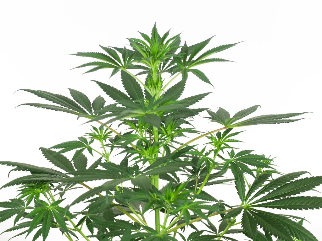 Jack Herer cannabis leaves in week 7 against the white background