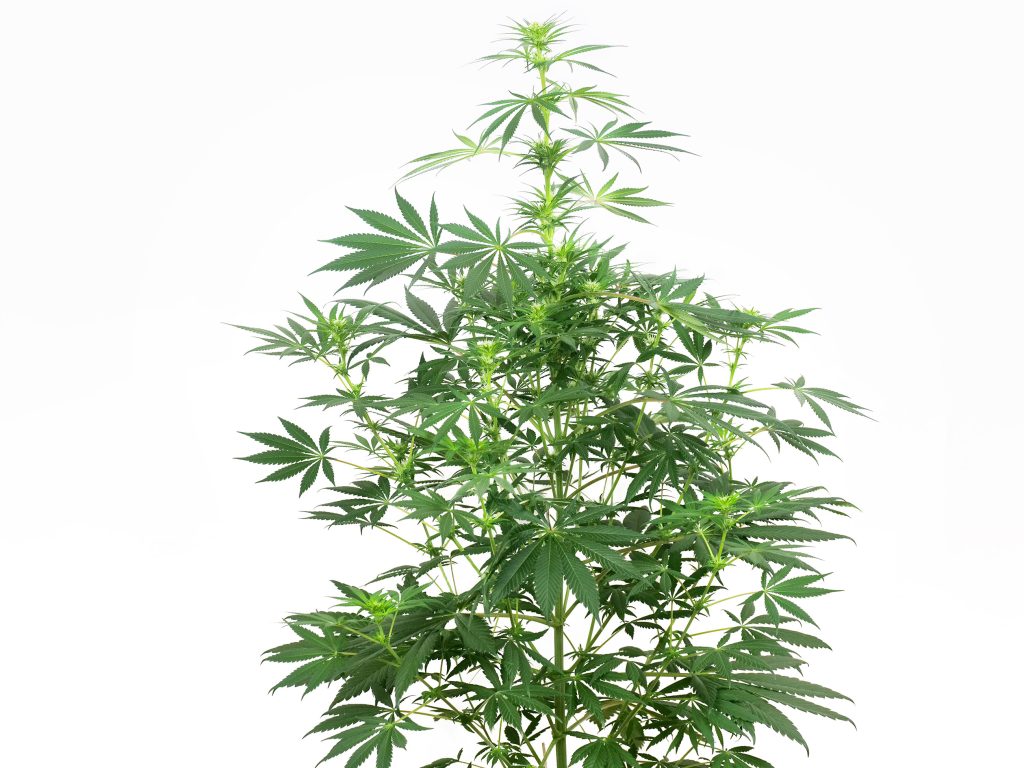 Jack Herer cannabis plant in week 9 against the white background