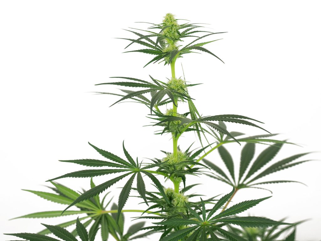 Jack Herer cannabis flower in week 10 against the white background