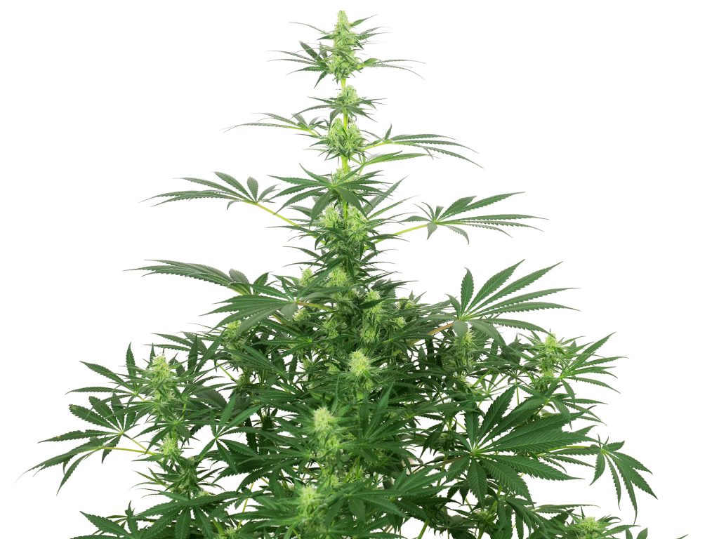 Jack Herer cannabis plant in week 11 against the white background