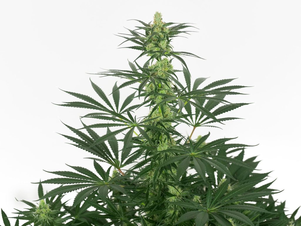 Jack Herer cannabis plant in week 12 against the white background