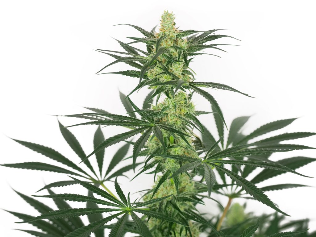 Jack Herer cannabis flower in week 12 against the white background