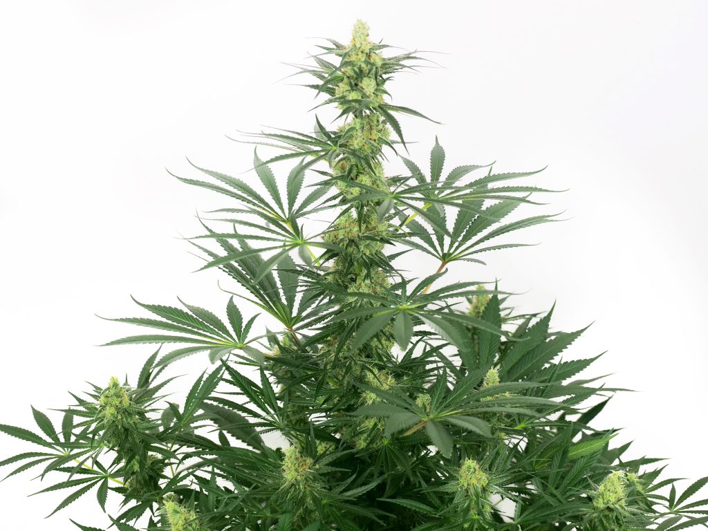 Jack Herer canabis plant in week 13 against the white background