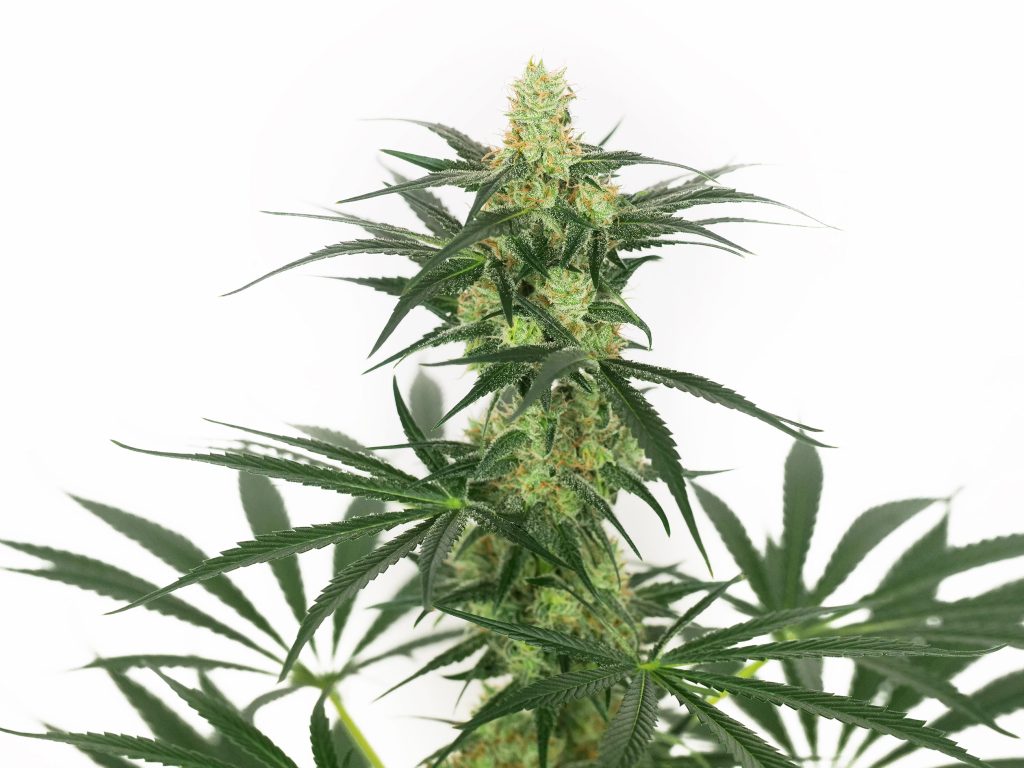 Jack Herer cannabis flower in week 13 against the white background