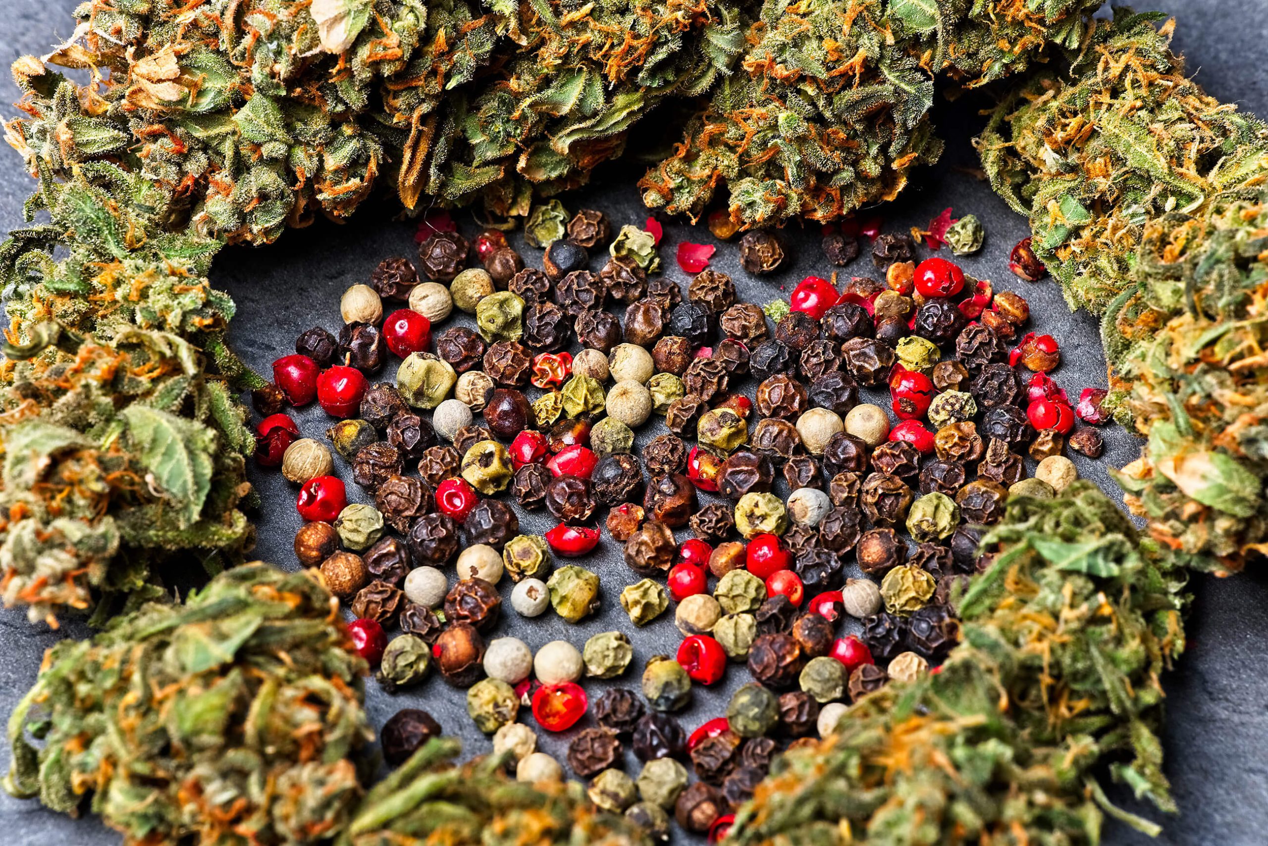 Les grains de poivre noir, rouge et blanc en forme de cœur entourés de fleurs de cannabis séchées