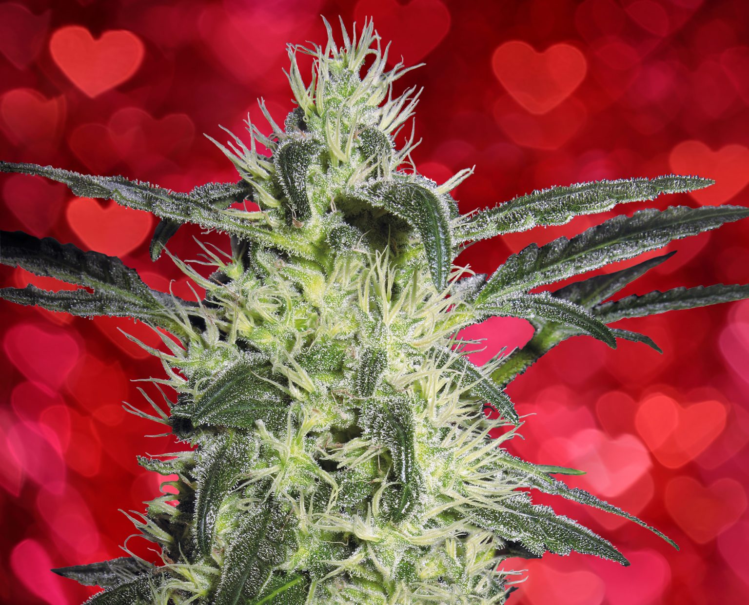 7 Best Strains For Sex Sensi Seeds 3865