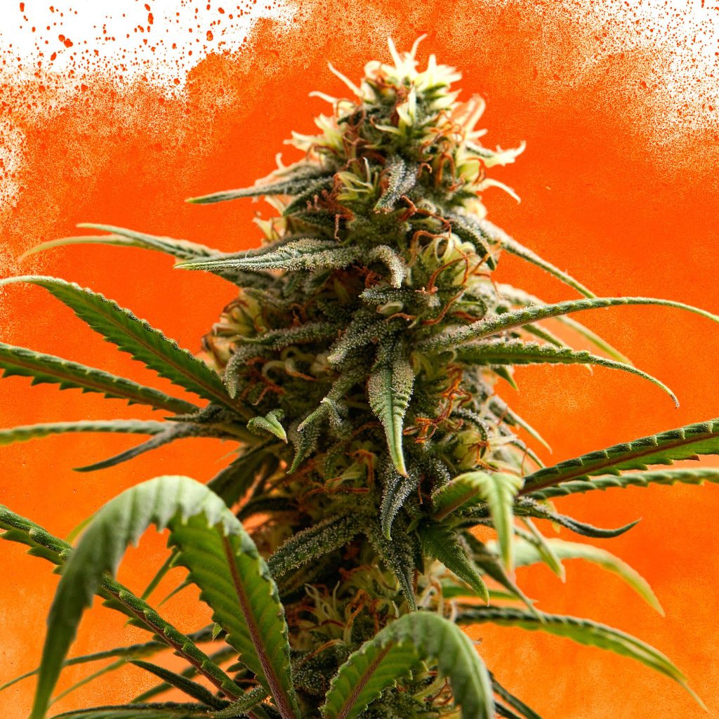 Agente Flor de cannabis naranja contra el fondo naranja