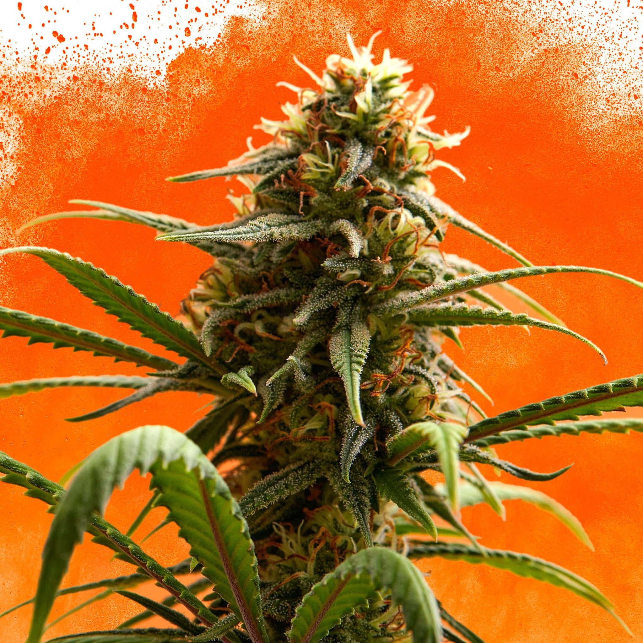 7 Best Orange Strains - Sensi Seeds