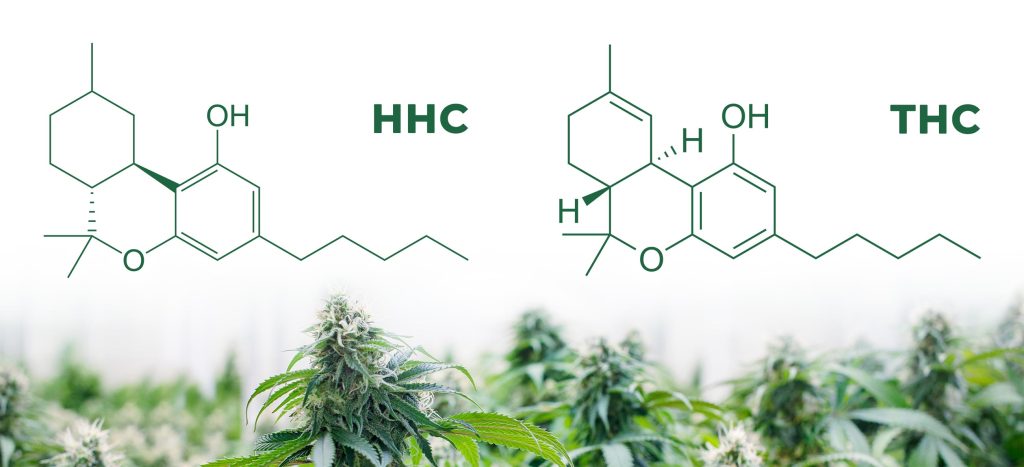 A chemical formula of Hexahydrocannabinol above the field of cannabis