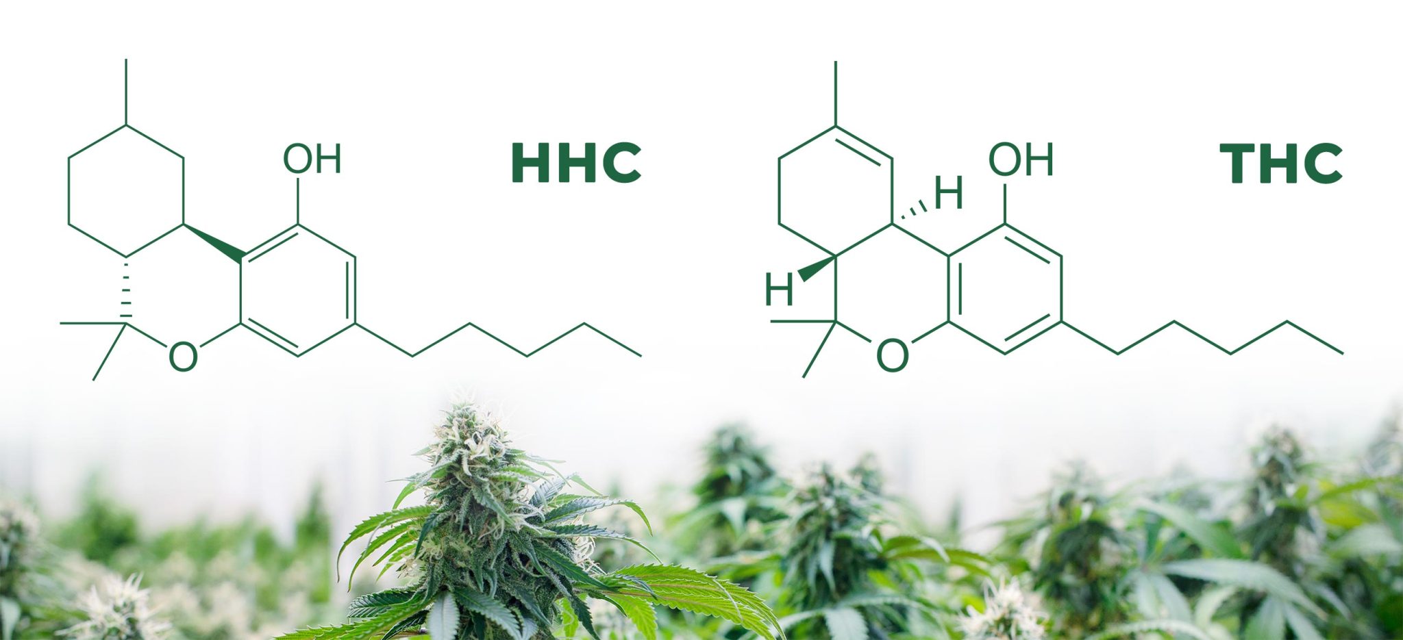 Hexahidrocannabinol (HHC): Factores Clave Y Análisis - Sensi Seeds