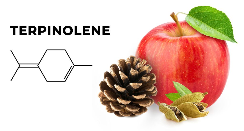 Una fórmula química de terpinoleno y una manzana, pinecone y cardamon