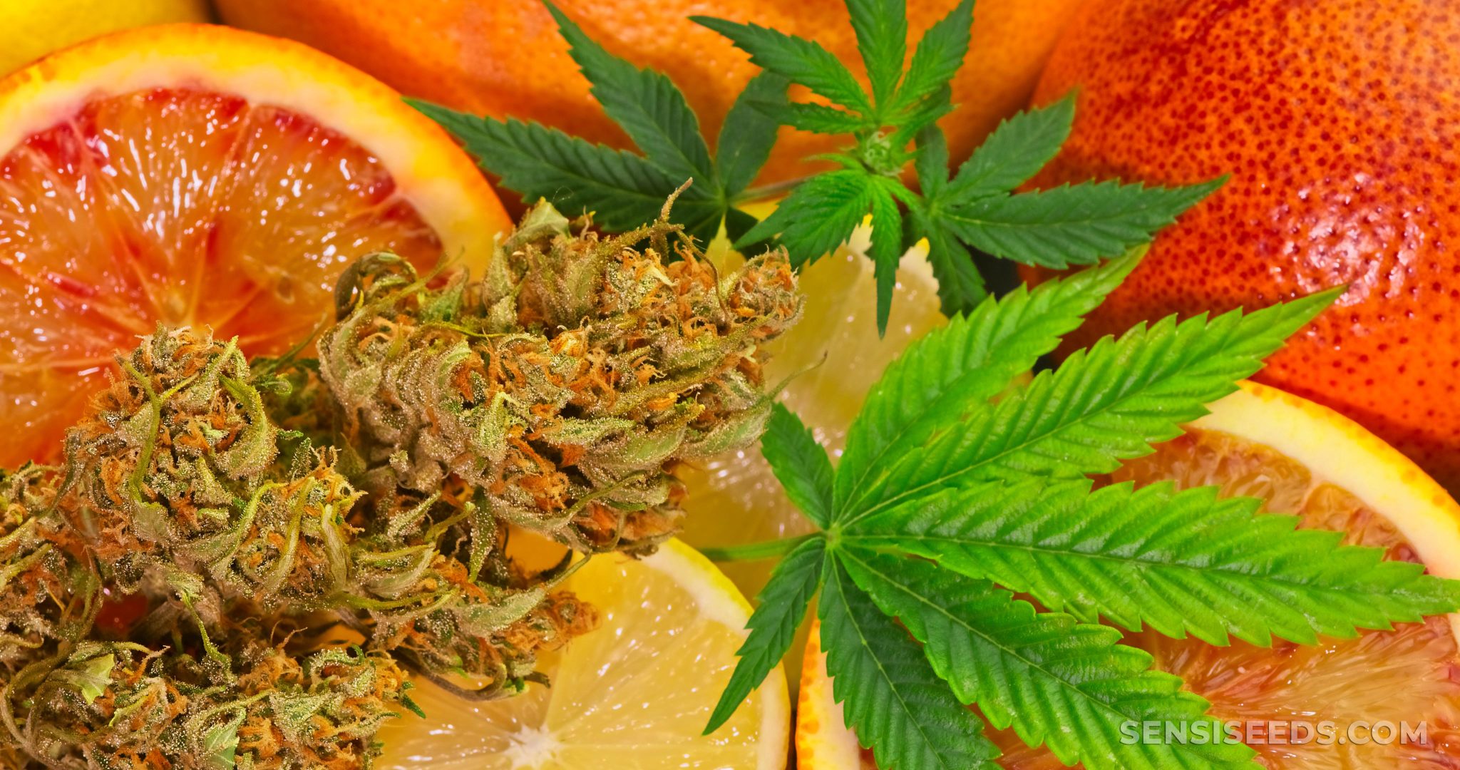 7 Best Orange Strains - Sensi Seeds