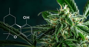 Hexahydrocannabinol (HHC): Key Facts And Insights - Sensi Seeds