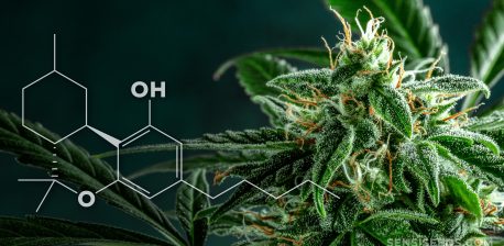 Una fórmula química de hexahidrocannabinol y una planta de cannabis en el fondo