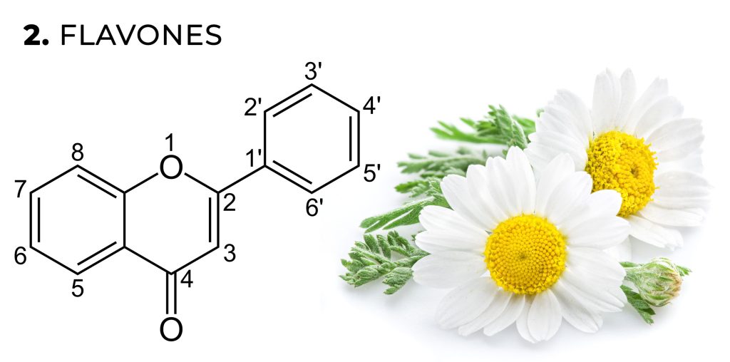 Una fórmula química de flavonas y dos flores de margarita contra el fondo blanco