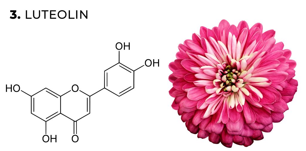 Una fórmula química del flavonoide de la luteolina y una flor rosa de crisantemo contra el fondo blanco