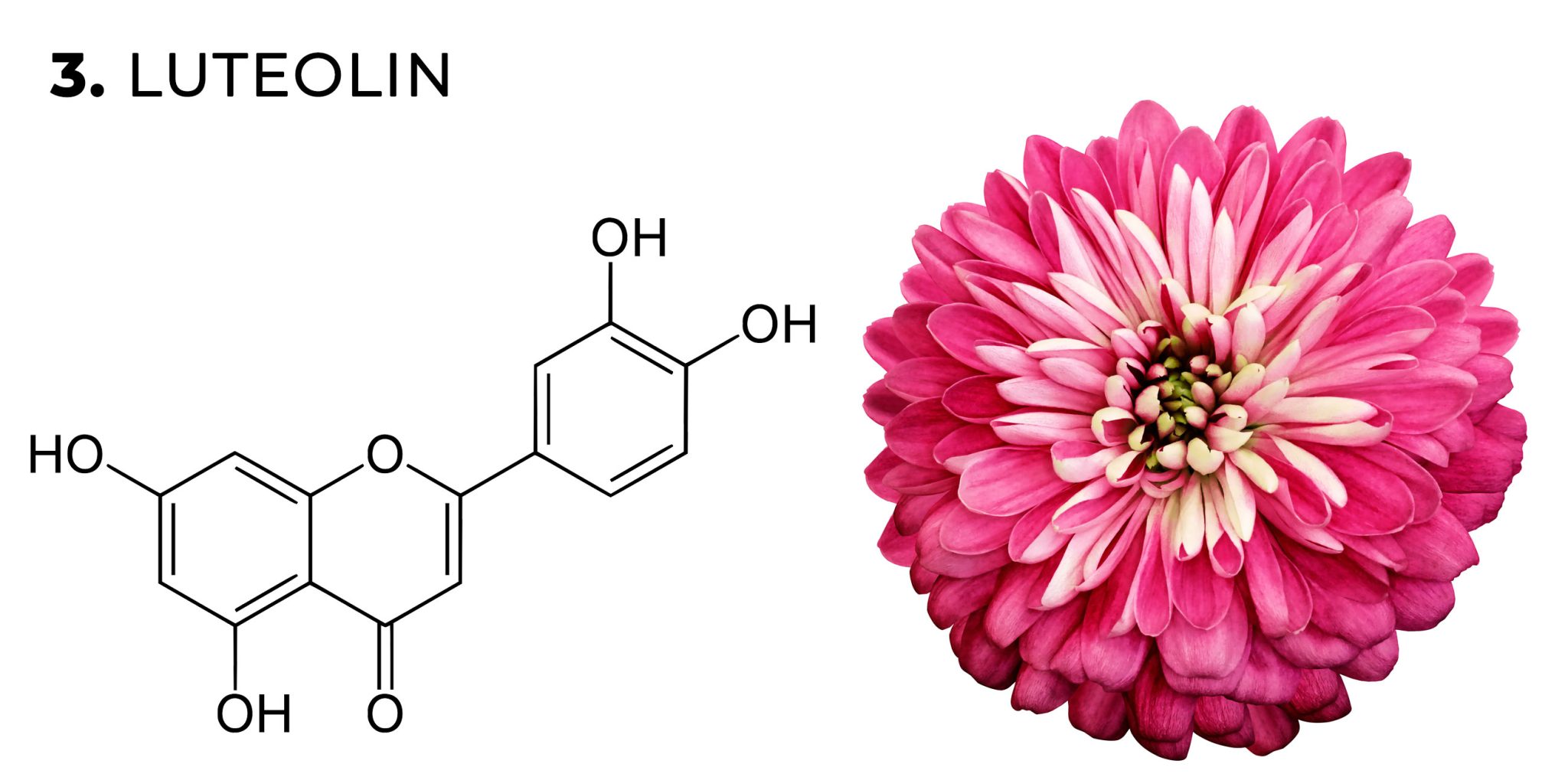 Cannabis Flavonoids What Are They, and How They Work Sensi Seeds