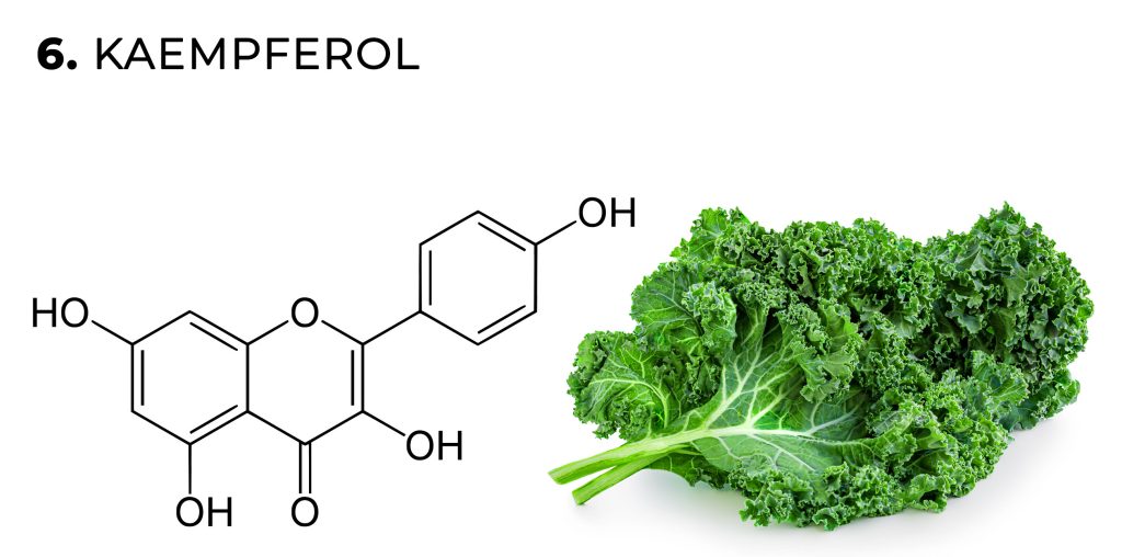 Una fórmula química de kaempferol flavonoides y hojas de col rizada contra el fondo blanco