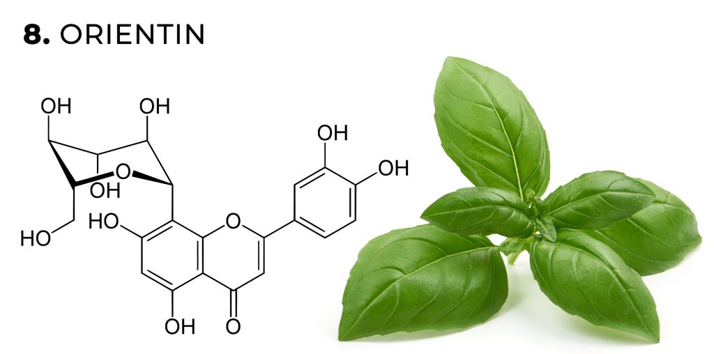 Una fórmula química de orientin flavonoide y orégano de hojas contra el fondo blanco