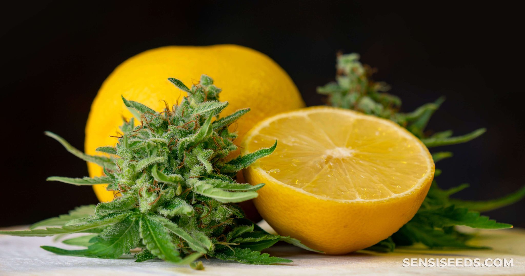 Cannabis Flavonoids What Are They, and How They Work Sensi Seeds
