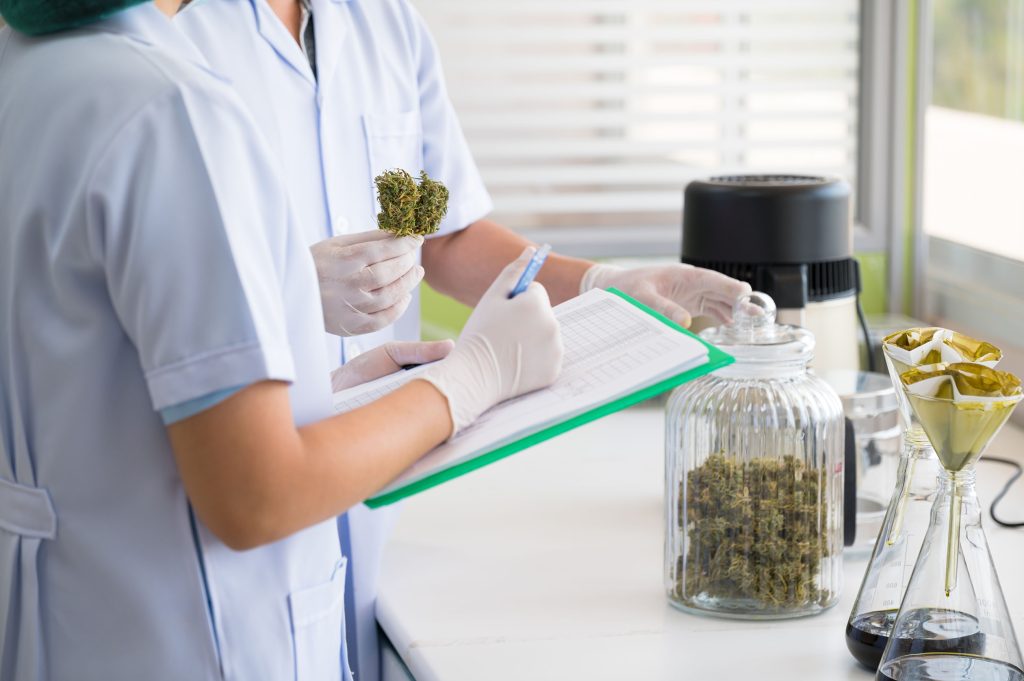 Two researches in white coats testing dried cannabis flowers