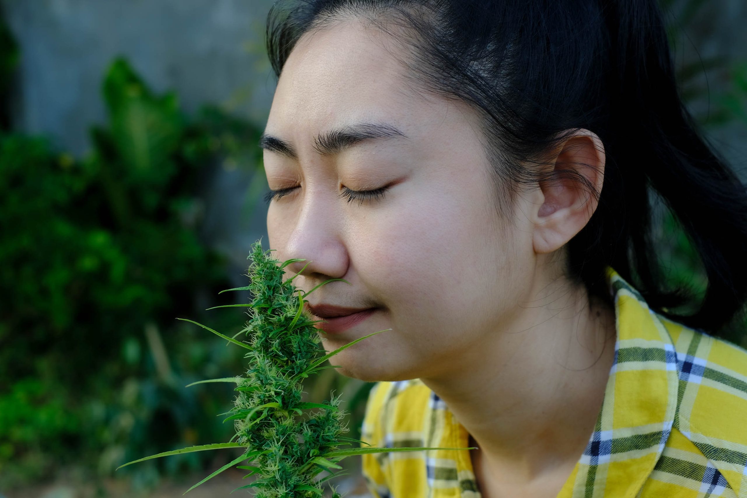 Eine Frau, die eine Cannabispflanze riecht