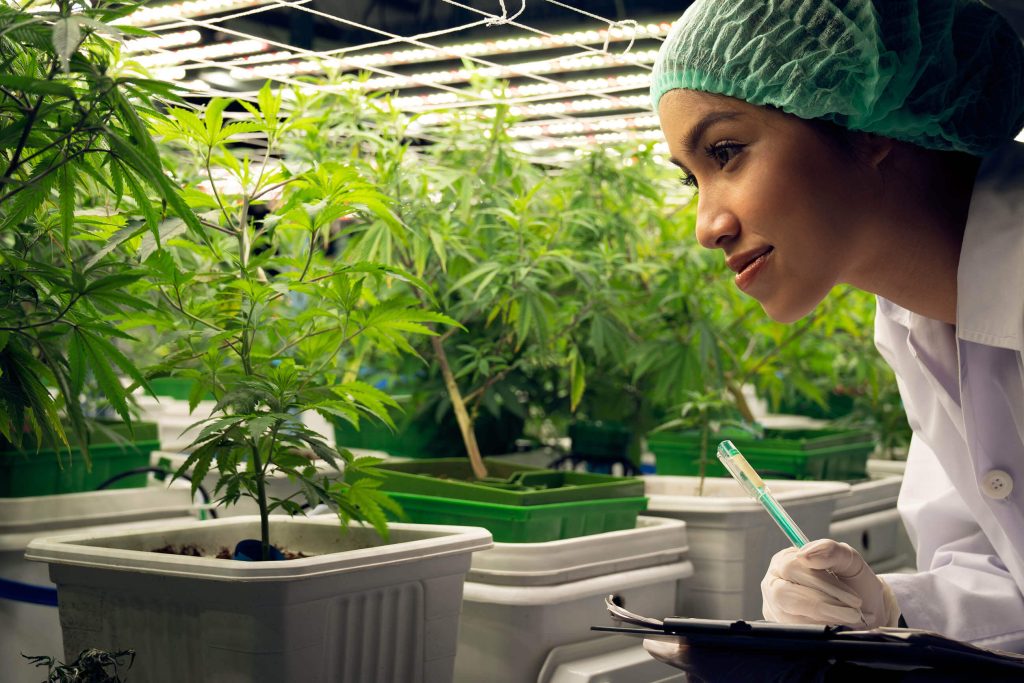 Una mujer en bata blanca que inspecciona las plantas de cannabis que están creciendo en interiores