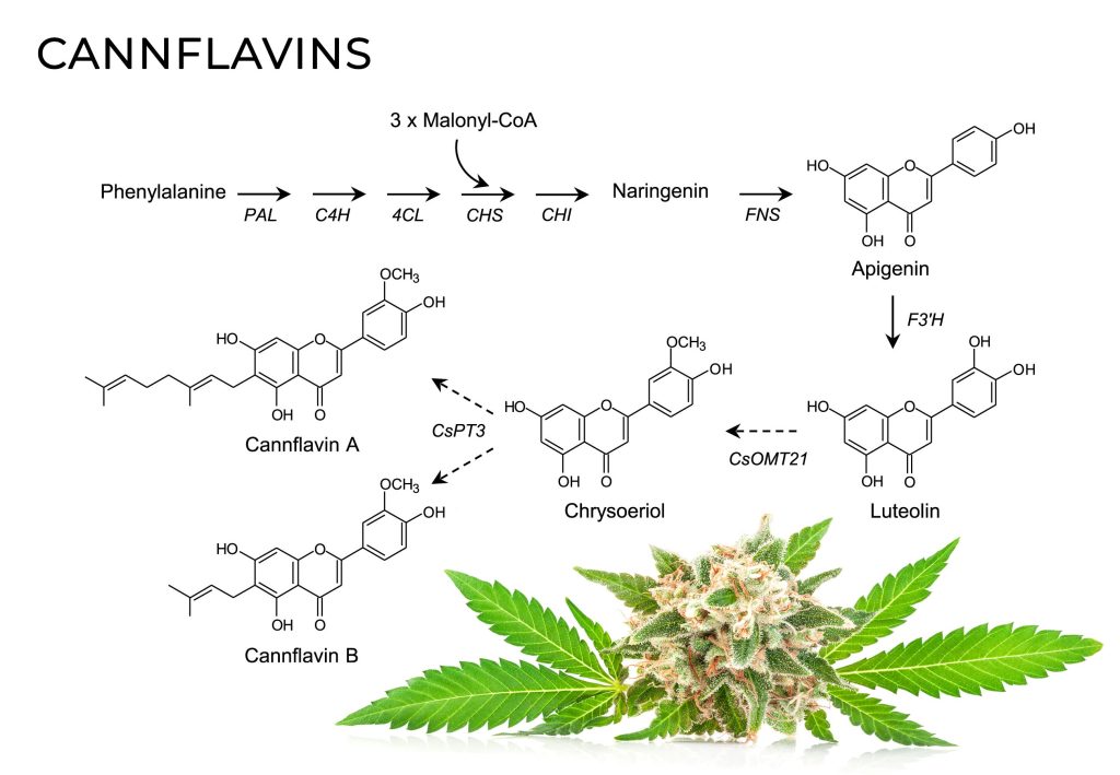 Fórmulas químicas de Cannflavin y una flor de cannabis y hojas contra el fondo blanco