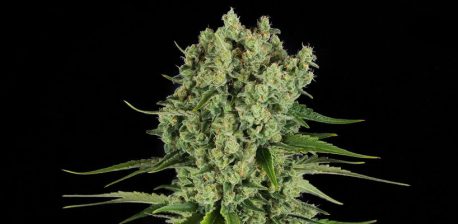 Blackberry Cake feminized cannabis flower against the black background