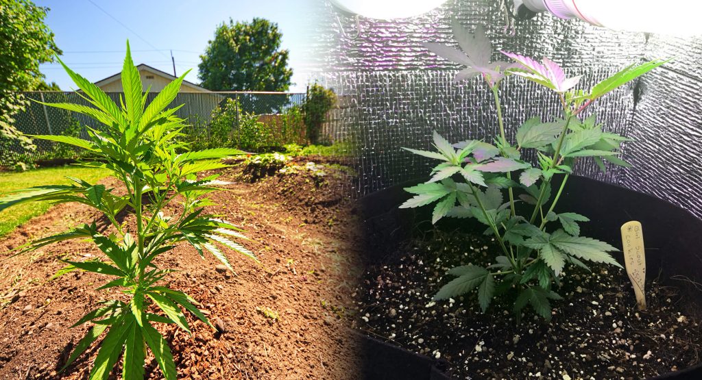 Growing cannabis outdoors: pots or open soil? - Sensi Seeds